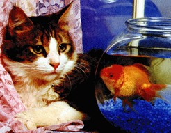 Aquarium_eb-050.gif