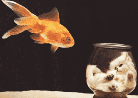 Aquarium_eb-051.gif