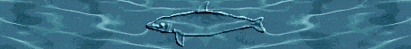 dauphins-eb_119.gif
