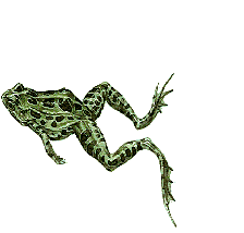 grenouille_eb-304.gif