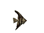 poisson_eb-165.gif