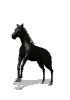 cheval_eb-015.gif
