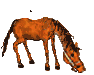 cheval_eb-041.gif