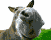 cheval_eb-064.gif