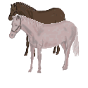 cheval_eb-089.gif