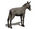 cheval_eb-097.gif