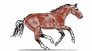 cheval_eb-101.gif