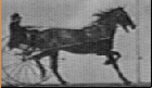 cheval_eb-109.gif