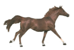 cheval_eb-116.gif