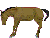 cheval_eb-131.gif