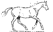 cheval_eb-134.gif