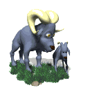 chevre_eb-029.gif