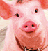 cochon_eb-013.gif