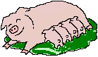 cochon_eb-101.gif