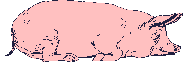 cochon_eb-132.gif