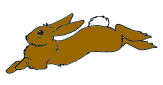 lapin_eb-213.gif