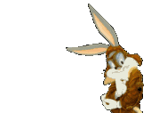 lapin_eb-217.gif