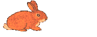 lapin_eb-223.gif