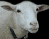 mouton_eb-024.gif