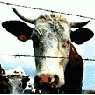 vache_eb-065.gif