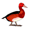canard_eb-048.gif
