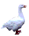 canard_eb-051.gif