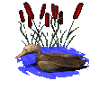 canard_eb-076.gif