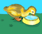 canard_eb-095.gif