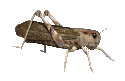 sauterelle_eb-010.gif
