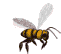 abeille-guepe_eb-030.gif