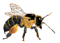 abeille-guepe_eb-064.gif