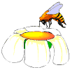abeille-guepe_eb-088.gif