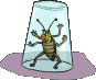 abeille-guepe_eb-089.gif