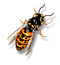 abeille-guepe_eb-111.gif