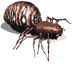 araignee_eb-025.gif