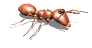 fourmi_eb-031.gif