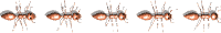 fourmi_eb-068.gif