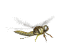 libellule_eb-005.gif