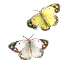 papillon_eb-048.gif