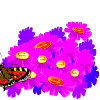 papillon_eb-057.gif