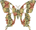 papillon_eb-084.gif