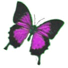 papillon_eb-089.GIF