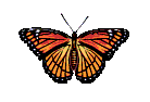 papillon_eb-092.gif