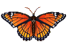 papillon_eb-095.gif