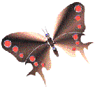 papillon_eb-097.gif