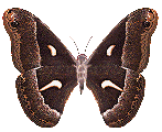 papillon_eb-098.gif