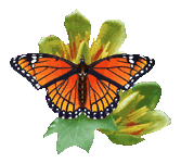 papillon_eb-114.gif