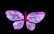 papillon_eb-117.gif