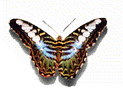 papillon_eb-119.GIF