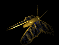 papillon_eb-122.gif